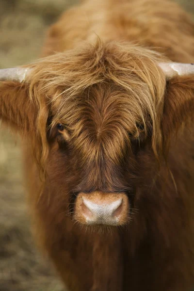 stock image Cow close-up