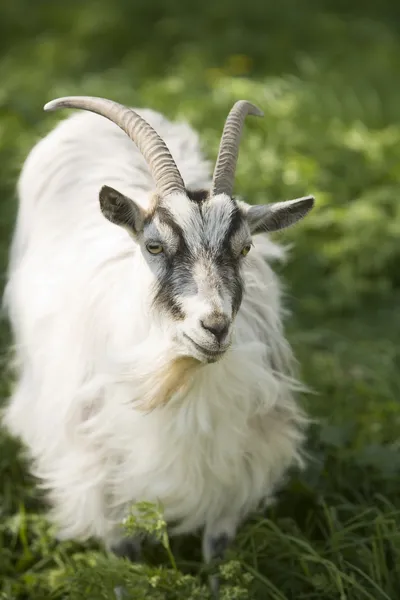 stock image Goat