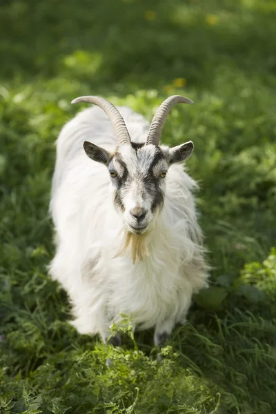 stock image Goat