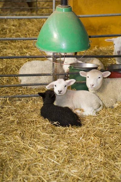 Corderos y ovejas —  Fotos de Stock