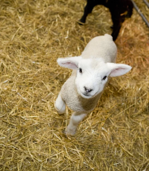 stock image Cute Lamb