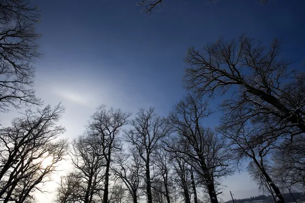 Drzewa z błękitnym niebem — Zdjęcie stockowe