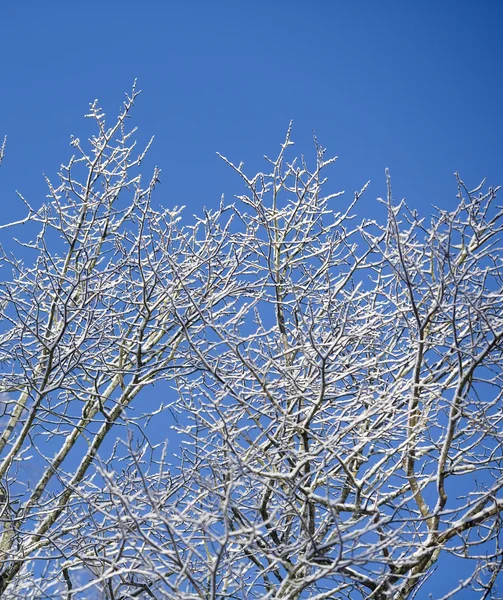 雪と枝 — ストック写真