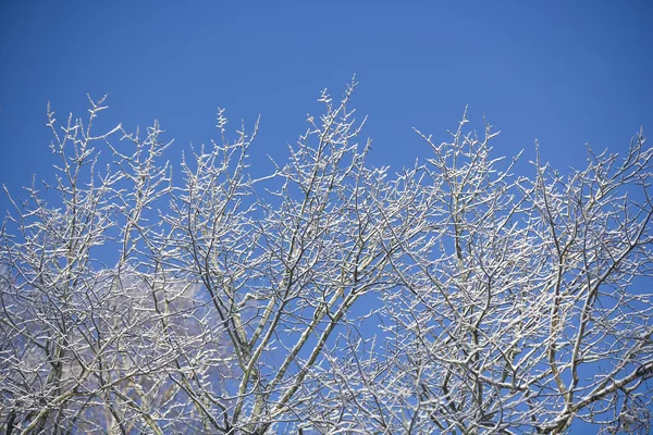 雪と枝 — ストック写真