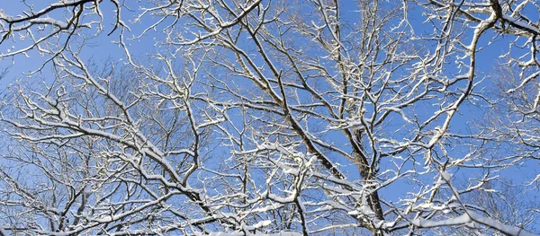 Grenar med snö — Stockfoto
