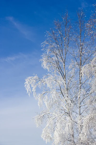 Árbol de invierno — Foto de Stock