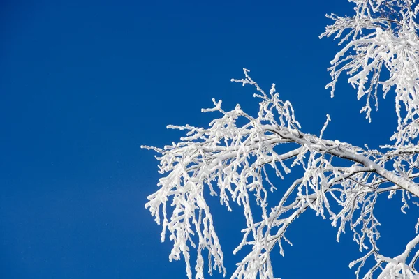 Větev se sněhem — Stock fotografie