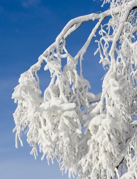 Ветви со снегом — стоковое фото
