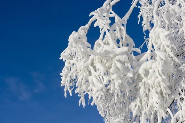 Gałęzie ze śniegu — Zdjęcie stockowe