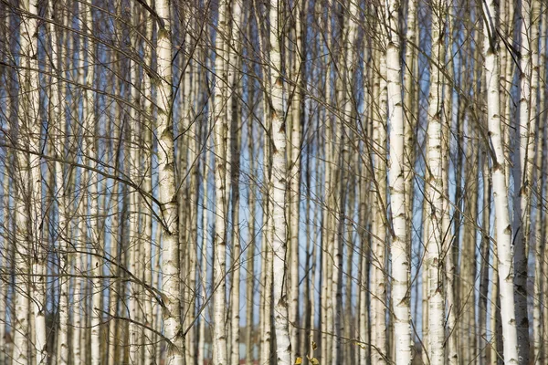 Trees full frame — Stock Photo, Image