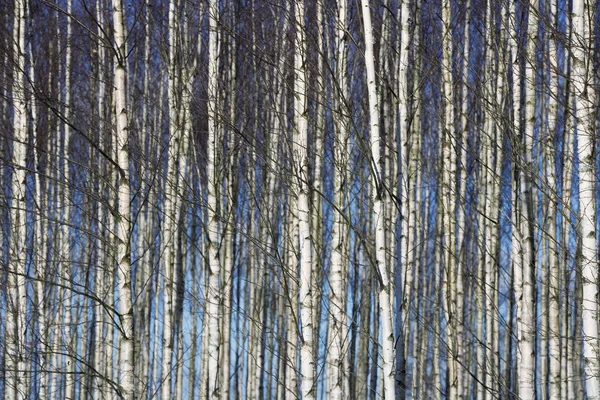 Bäume voller Rahmen — Stockfoto