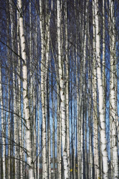 Bäume voller Rahmen — Stockfoto