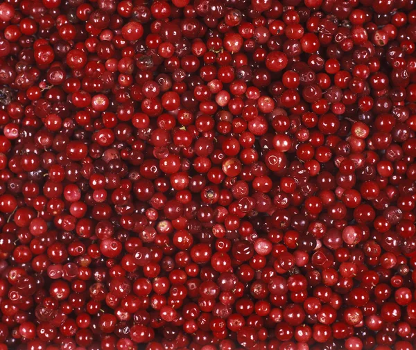 Lingonberries — Stock Photo, Image