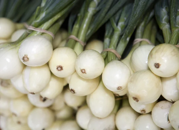 Fresh Onion — Stock Photo, Image