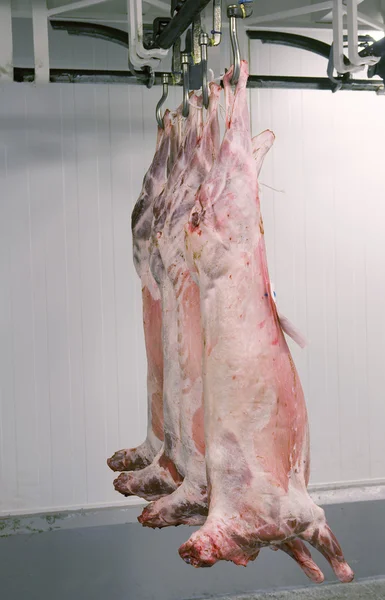 Carne appesa — Foto Stock