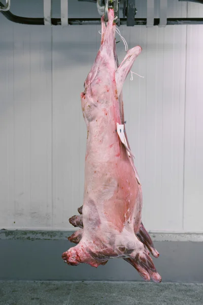 Carne pendurada — Fotografia de Stock