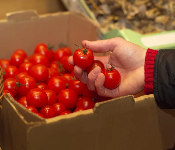 Pomidory gospodarstwa — Zdjęcie stockowe