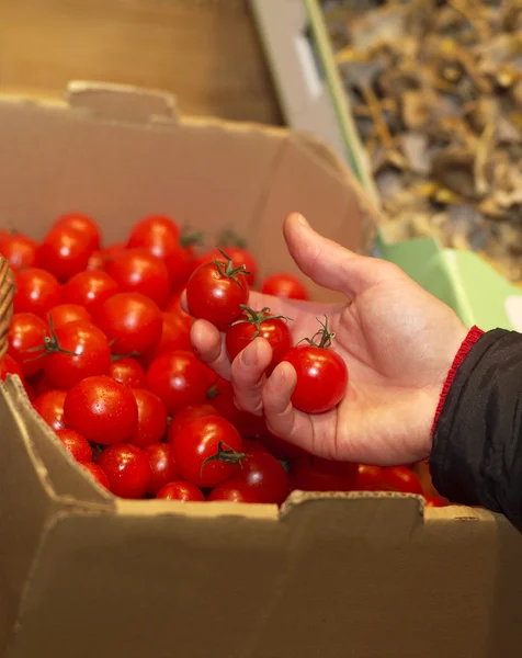 Holding tomatoes — Stock Photo, Image