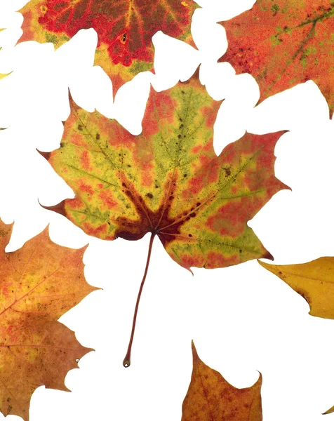 秋を葉します。 — ストック写真