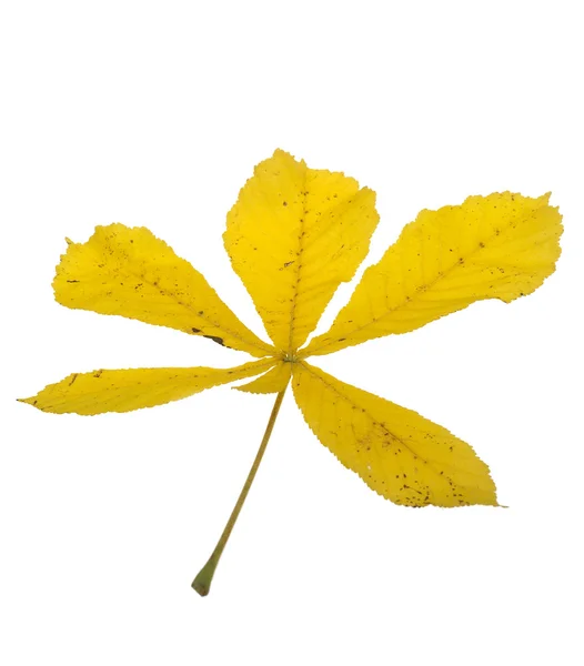 Folha amarela — Fotografia de Stock