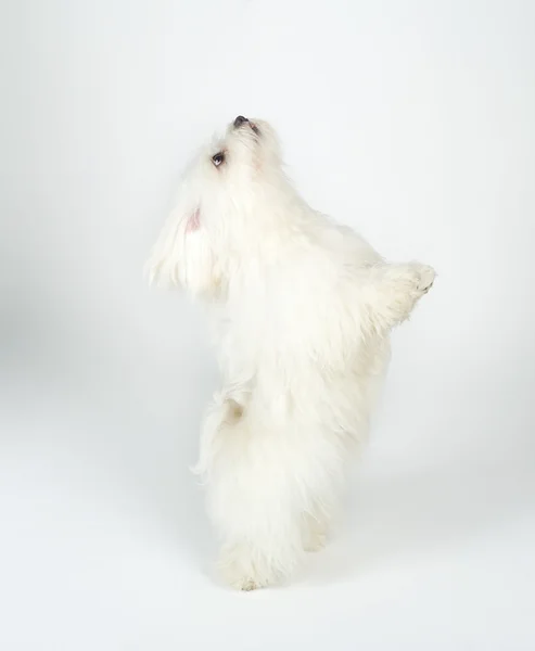 Witte hond — Stockfoto
