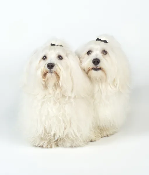 Białe psy — Zdjęcie stockowe