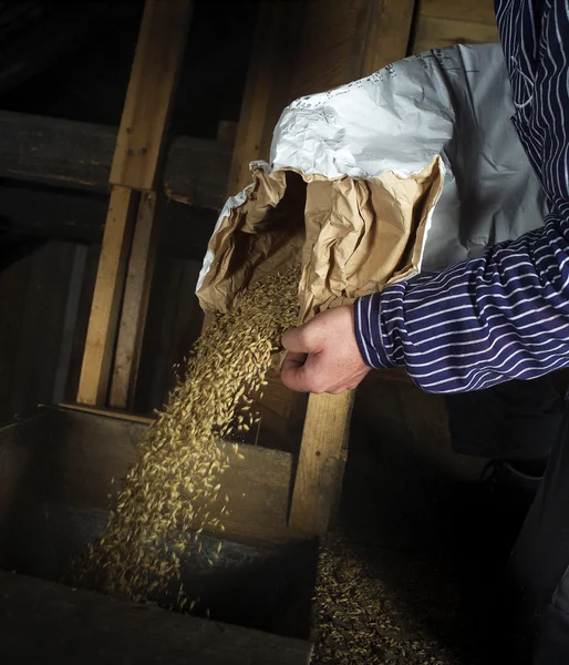 Despejando grãos — Fotografia de Stock