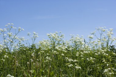 Cow Parsley clipart