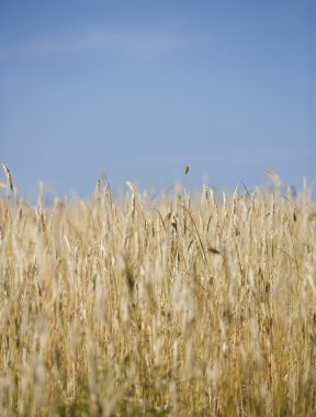 yulaf alanı