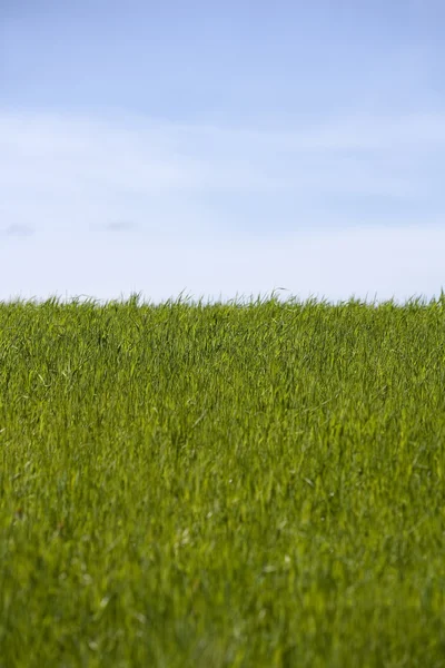Cultivated Land — Stock Photo, Image