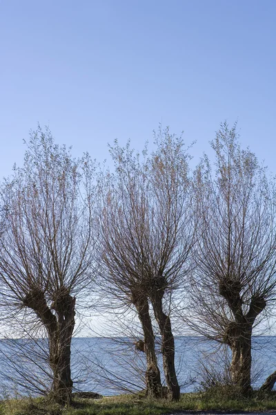 Arbori blestemați — Fotografie, imagine de stoc