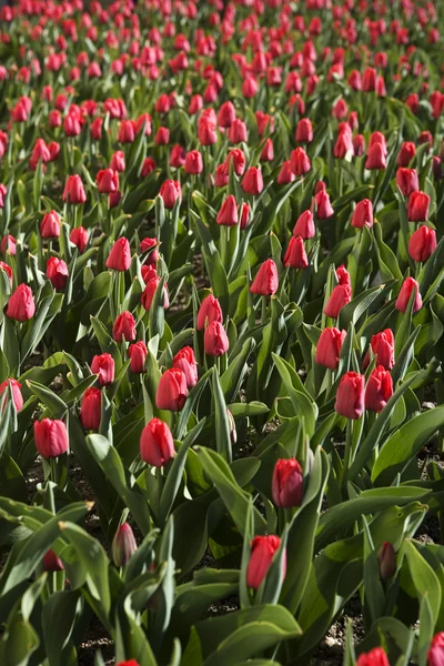 Tulipanes marco completo — Foto de Stock
