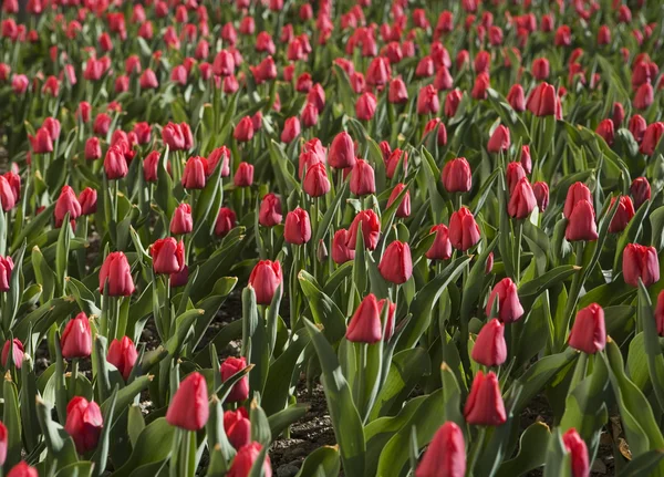 Tulipanes marco completo — Foto de Stock