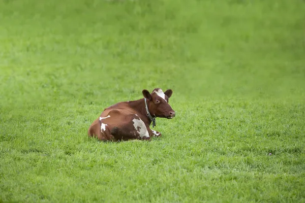 stock image Single cow