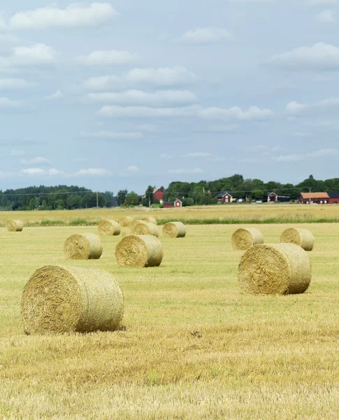 Campo agrícola — Fotografia de Stock