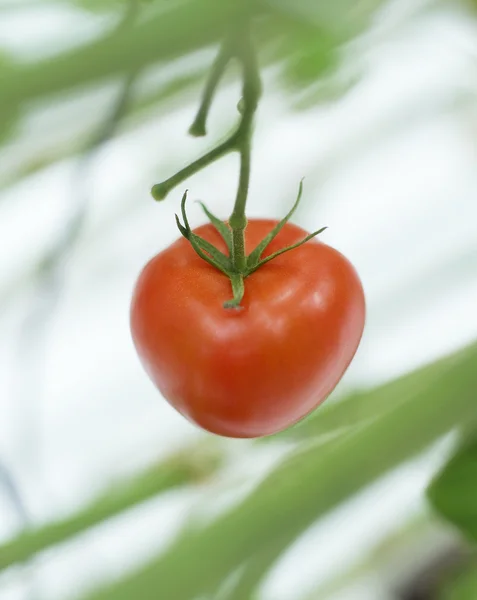 Tek domates — Stok fotoğraf