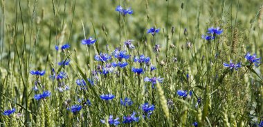 Cornflowers clipart