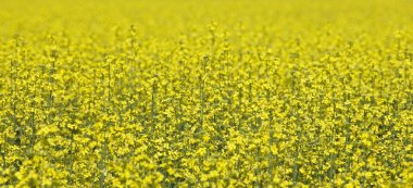 Oilseed Rape clipart