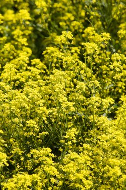 Oilseed Rape clipart