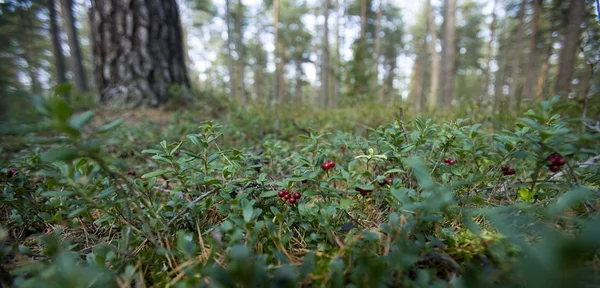 Lingonberries — Stock Photo, Image