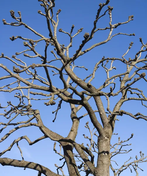 Ramuri de copaci — Fotografie, imagine de stoc