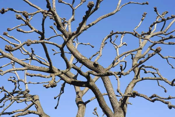 Ramuri de copaci — Fotografie, imagine de stoc