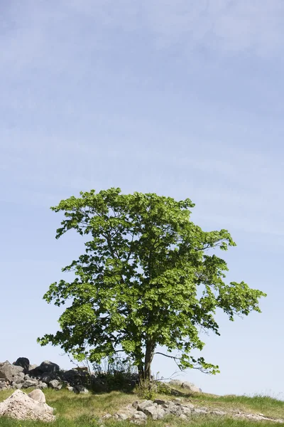 Pohon Oak — Stok Foto