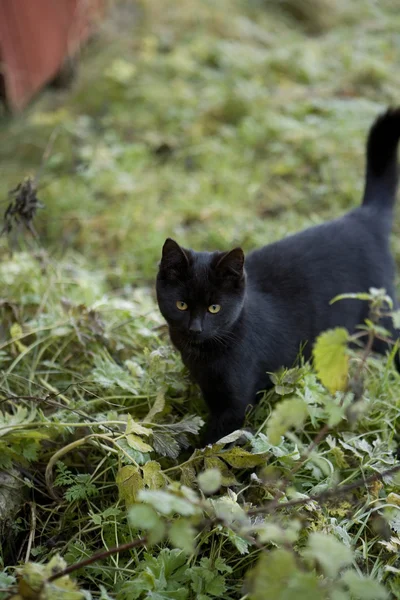 Gato negro — Foto de Stock