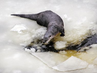 Kuzey Amerika river otter donmuş buz üstünde