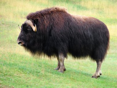 Male musk ox in the prairie clipart