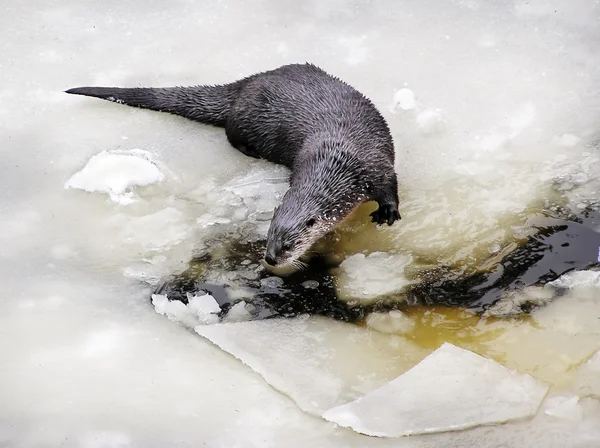 Lontra-do-rio norte-americana em gelo congelado — Fotografia de Stock