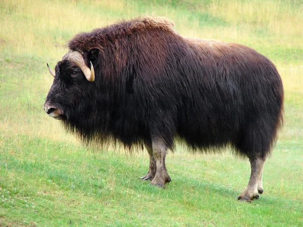 Мускусный бык в прериях — стоковое фото
