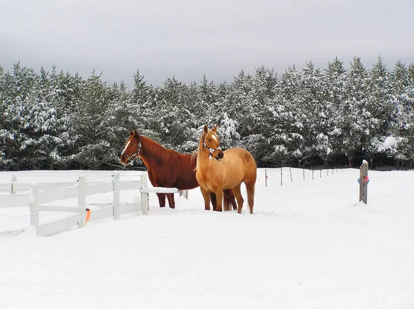 Belos cavalos na neve — Fotografia de Stock