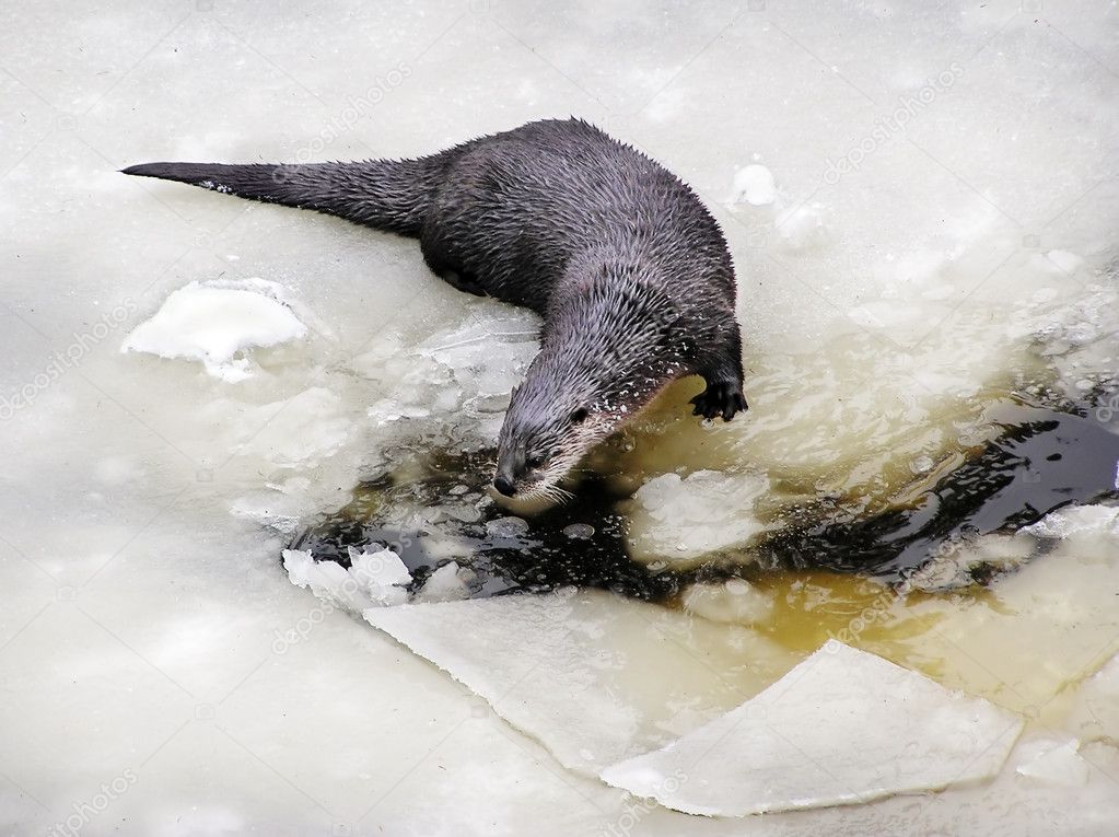 North American river otter on frozen ice